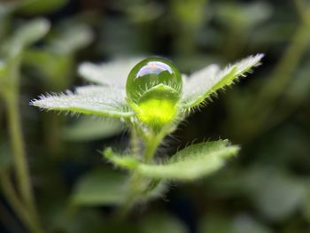 green color