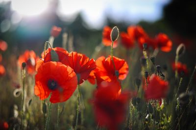 Close-up of red poppy flower