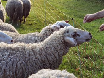 View of sheep on field