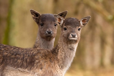 Close-up of deer