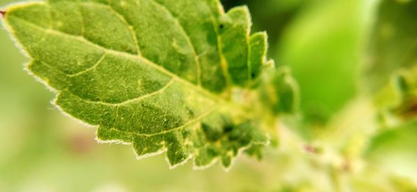 Close-up of green leaves