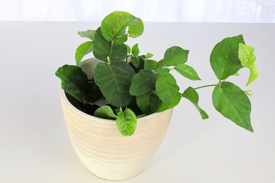 High angle view of potted plant on table