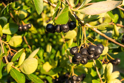 Close-up of blackberries growing on plant