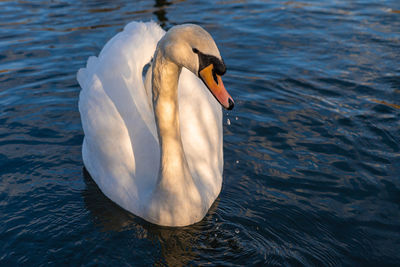 Swan floating on lake