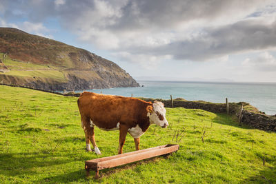 Cows on field by sea against sky in county kerry, ireland