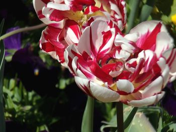 Close-up of pink flower