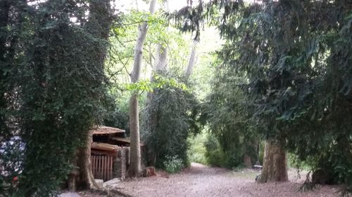 Trees in forest