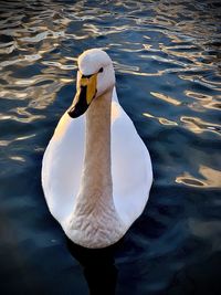 Swan swimming in lake