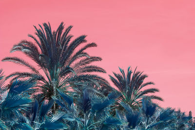 Low angle view of palm trees against sky during sunset