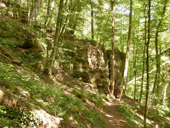 Trees growing in forest