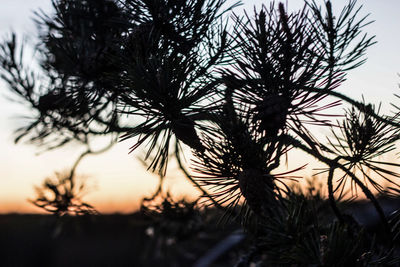 Silhouette of palm trees during sunset