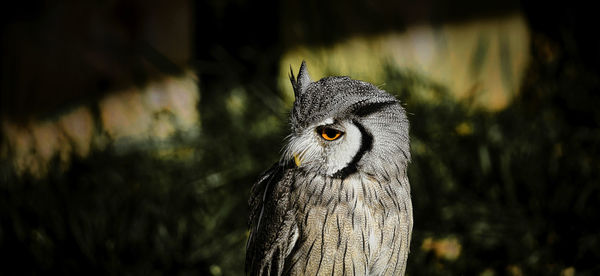 Bavarian wildlife