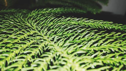 Close-up of fern leaves