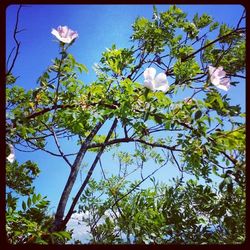 Low angle view of trees against blue sky