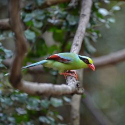 Close-up of parrot perching on tree