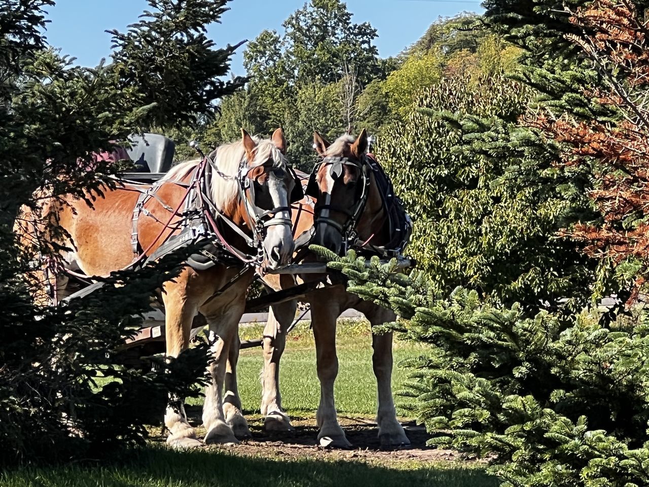 horse, tree, plant, mammal, animal, animal themes, animal wildlife, nature, domestic animals, livestock, day, sunlight, working animal, pet, equestrian sport, growth, outdoors, pack animal, full length, group of animals, men, adult, activity, two animals, sunny, herbivorous, leisure activity