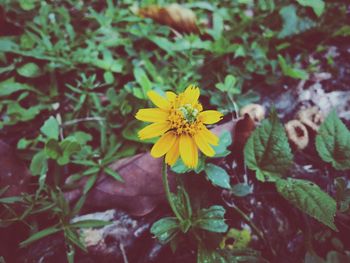 Close-up of yellow flower