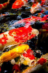 Close-up of koi carps swimming in pond