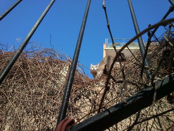 Low angle view of cropped built structure against clear blue sky