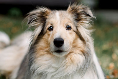 Close-up portrait of dog