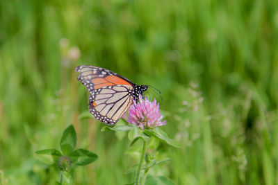 Monarch butterfly sitting on a clover blossom.