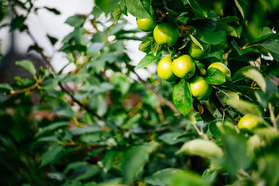 green