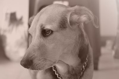 Close-up of dog looking away