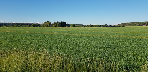 Scenic view of field against clear sky