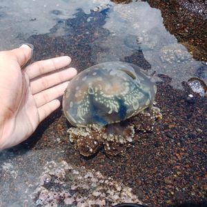 Midsection of person feeding at sea shore