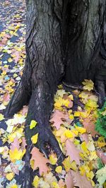 Fallen leaves on tree trunk