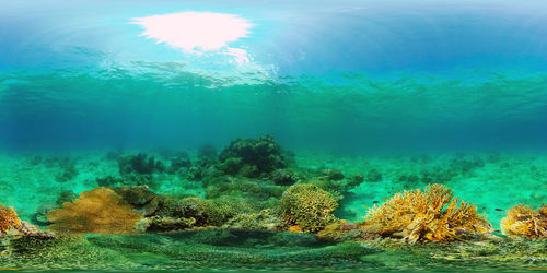 View of coral swimming in sea