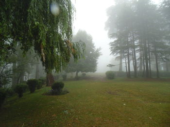 Trees on field against sky