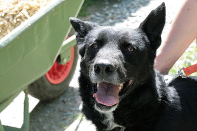 Close-up portrait of a dog