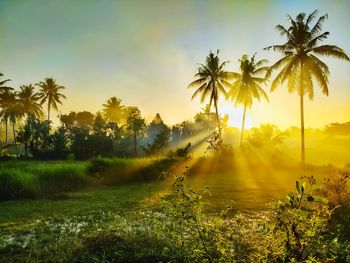 Scenic view of palm trees on field against sky at sunset