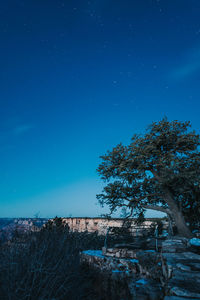 Trees against clear blue sky at night