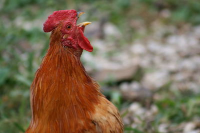 Close-up of rooster