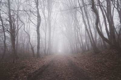 Road in foggy forest,background 