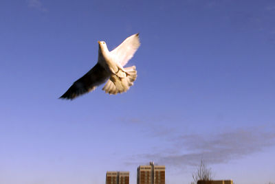 Low angle view of bird flying against clear blue sky