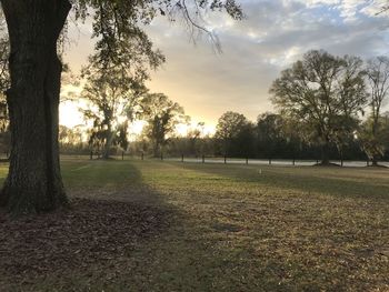 Trees on field against sky during sunset