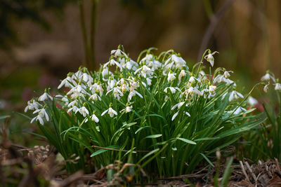 Close-up of white flowering plants on field