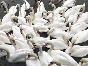 High angle view of white swans