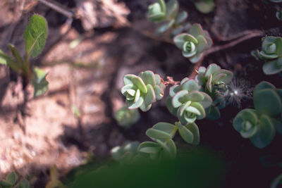 Close-up of flowering plant