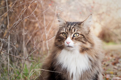 Portrait of a cat on field