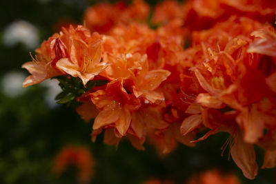 Close-up of red flowering plant