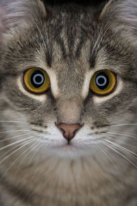 Close-up portrait of a cat