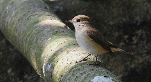 Close-up of bird