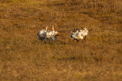 View of sheep on field