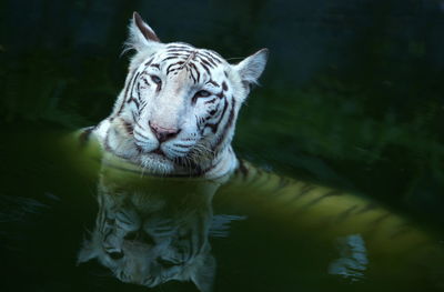 Close-up of white tiger swimming in lake