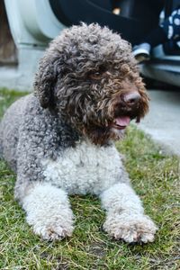 Dog lagotto romagnolo 