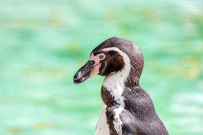 Close-up of duck